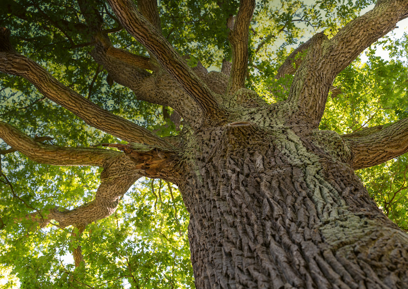 Grosser Baum